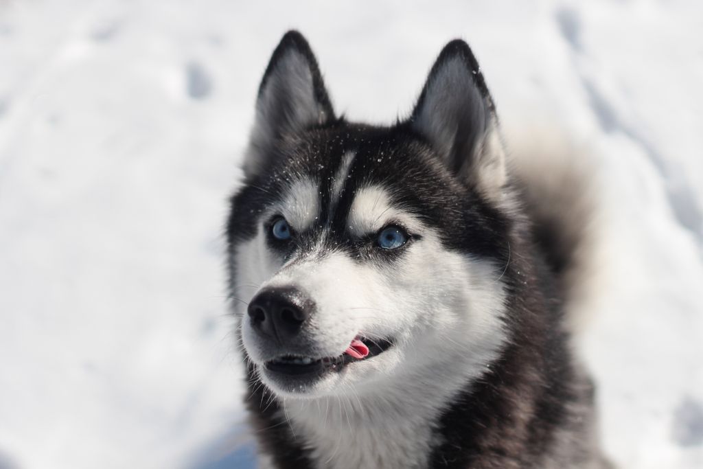 Charming Siberian Husky with blue eyes in a snowy winter setting, capturing the essence of cold beauty.