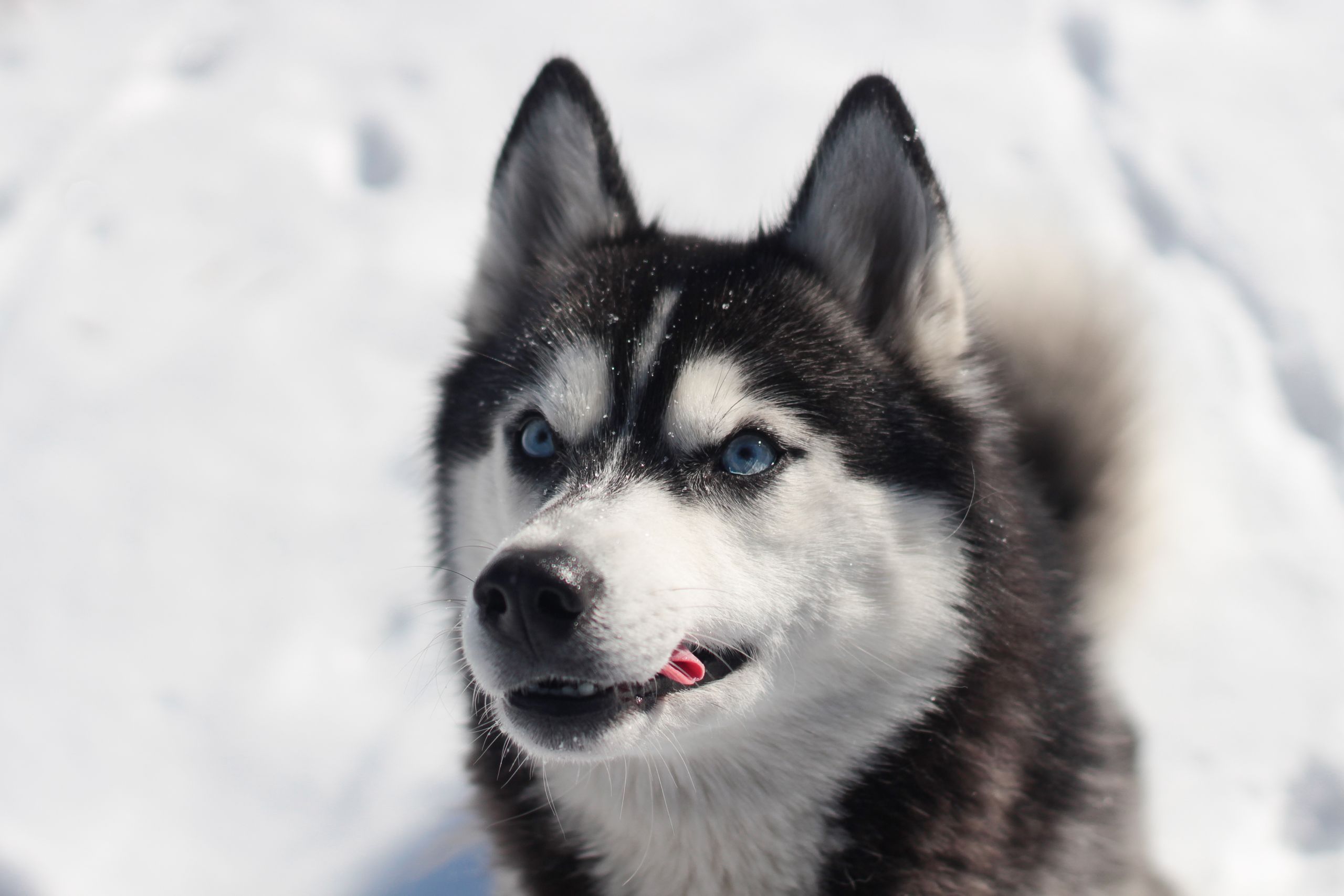 Charming Siberian Husky with blue eyes in a snowy winter setting, capturing the essence of cold beauty.