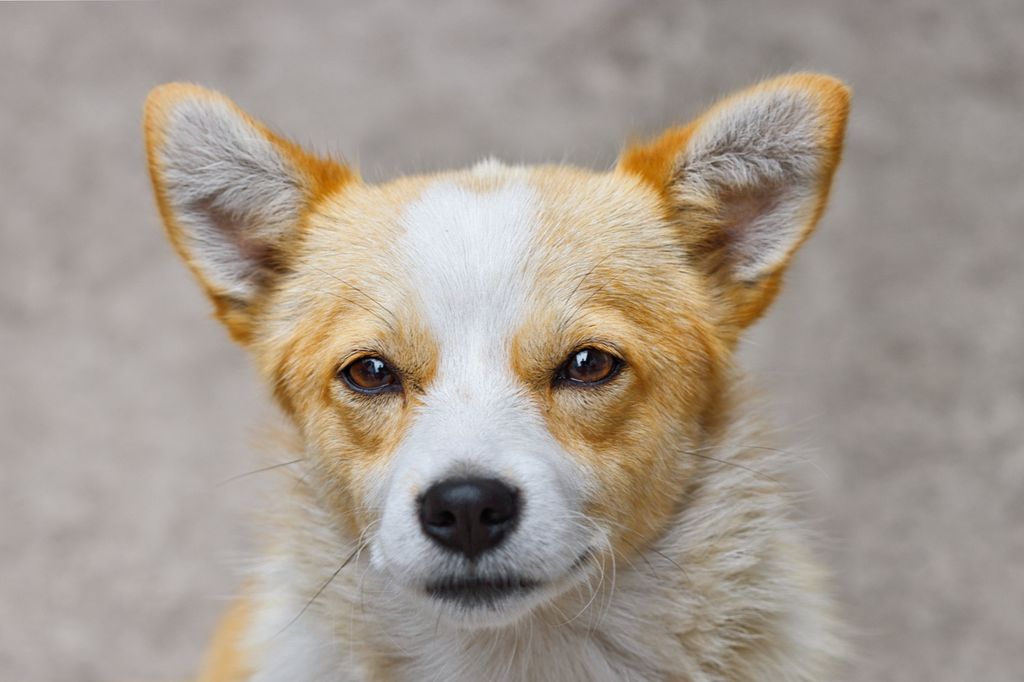 Close-up of a charming Corgi dog with an alert and curious expression.