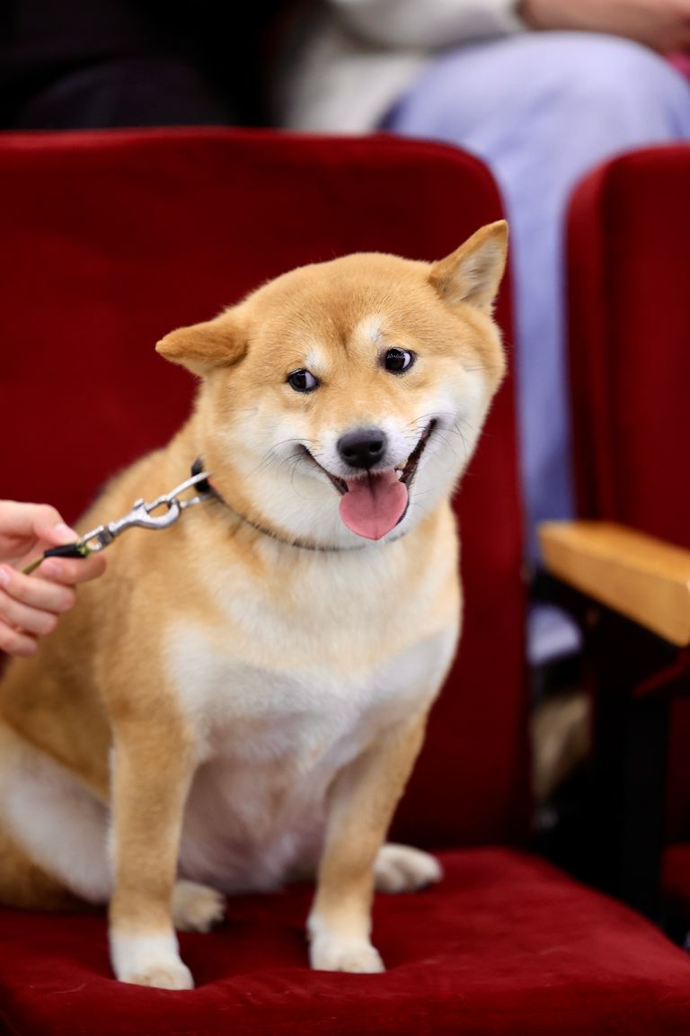 The Shiba Inu Dog Breed: What to Know About the Dog Behind the Meme