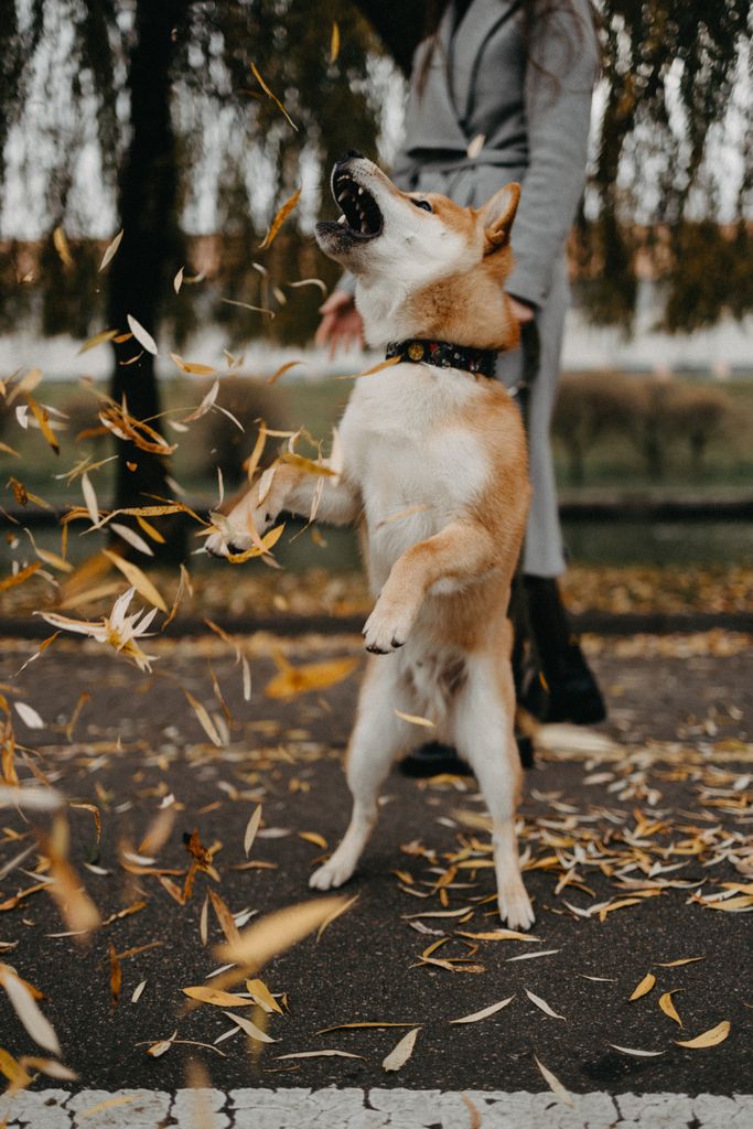 Energetic Shiba Inu playfully jumping amidst falling autumn leaves in a park.