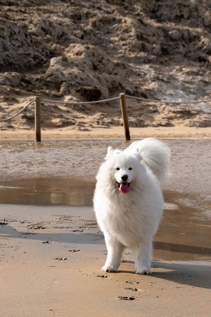 Fluffy Samoyed dog playing on a sandy beach by the sea, exuding joy and energy.