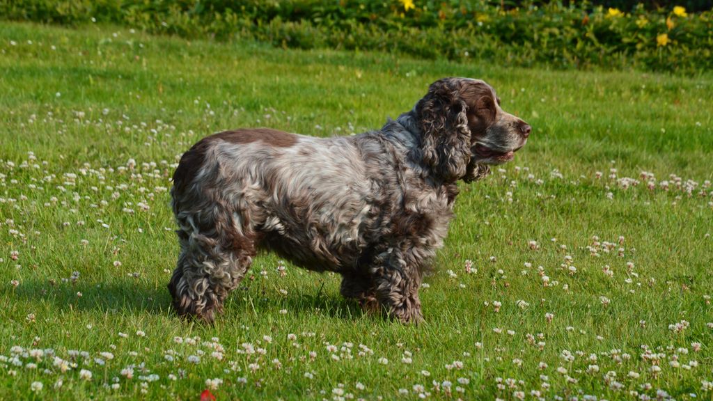 sussex Spaniel enjoys a sunny day in a grassy field in Dragey-Ronthon, Normandie.